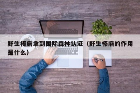 野生榛蘑拿到国际森林认证（野生榛蘑的作用是什么）